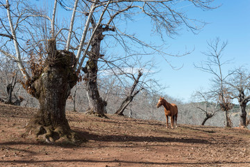 Horse in the mountain dehesa 
in autumn
