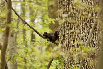 Eastern gray squirrel, black form in natural environment. Wisconsin state park.
