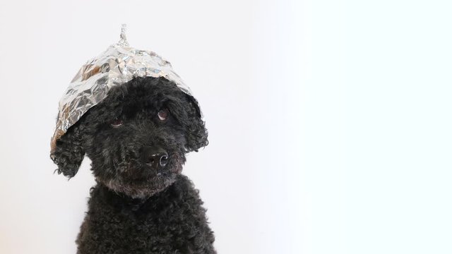 Scared dog with a tin foil hat, white background