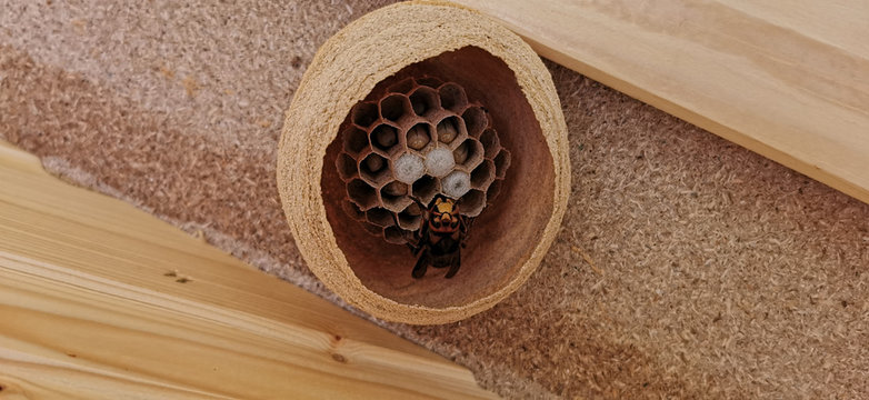 Eine Hornisse baut ein Nest