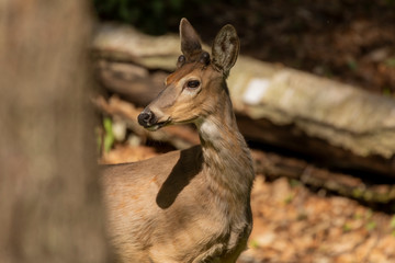 White-tailed deer  in spring forest.