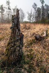 Złamana brzoza na bagnach © Sławomir Bodnar