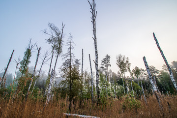 Martwy las na bagnach we mgle 5 © Sławomir Bodnar