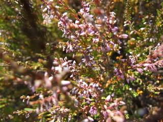 small blooming flowers 