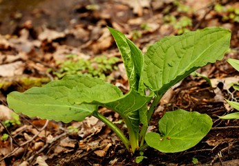 Skunk cabbage is a low growing plant that grows in wetlands and moist hill slopes of eastern North America. Natural scene from Wisconsin state park