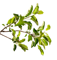Apple tree branch isolated on white background, close-up. Fruit tree sprouts, isolate