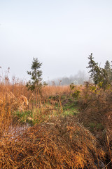 Świerki na bagnach © Sławomir Bodnar