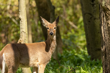 White-tailed deer  in spring forest.