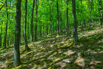 Obraz premium Wald am Morgen