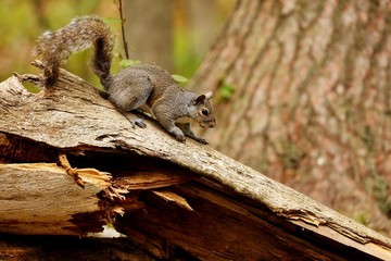 Tree squirrels.Many juvenile squirrels die in the first year of life. Adult squirrels can have a lifespan of 5 to 10 years in the wild. Some can survive 10 to 20 years in captivity.
