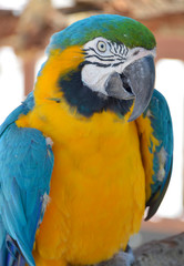 blue and yellow macaw