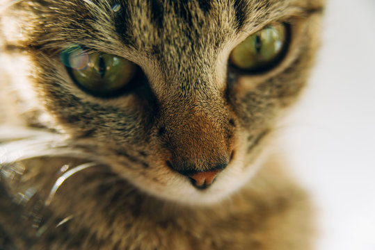 photo of a cat snout, nose and eyes looking down.