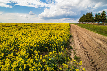 Polna droga przy polu rzepaku