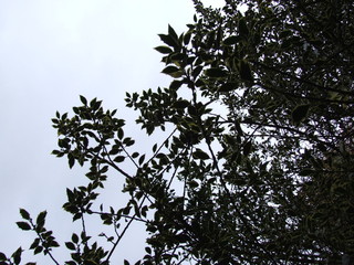 tree branches against blue sky