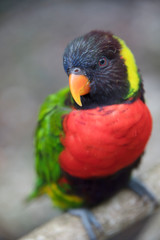 rainbow lorikeet parrot on a branch