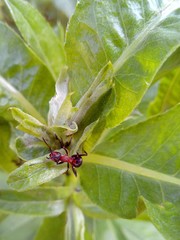 ant on a leaf among green grass opens his mouth