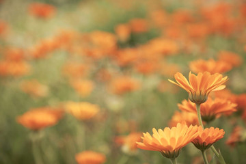 Orange Blumen