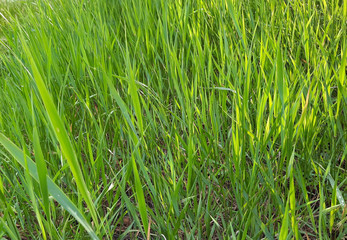 green grass background
