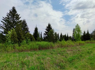 meadow in front of green shrubs and trees on top of a slope against a blue sky with beautiful clouds