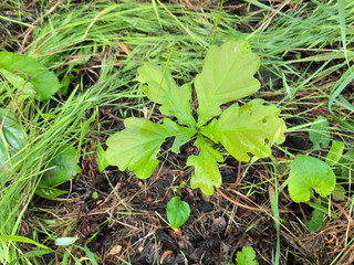 Young oak sprout in the park