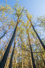  Widok z dołu na dęby © Sławomir Bodnar