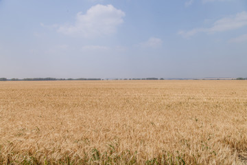 ripe Golden wheat in the field, wheat ears