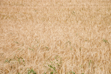 ripe Golden wheat in the field, wheat ears