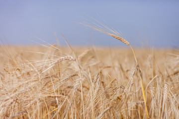 ripe Golden wheat in the field, wheat ears