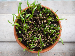 Spinach spouting in a terracotta pot