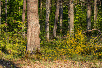Dąbrowa z kwitnącym żarnowcem