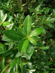 close up of green leaves