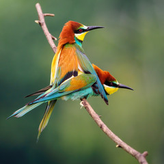 Bee-eaters mating