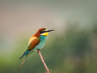 Bee-eater 