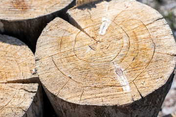 tree stumps piled up in the forest