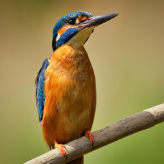 Kingfisher (Alcedo atthis)