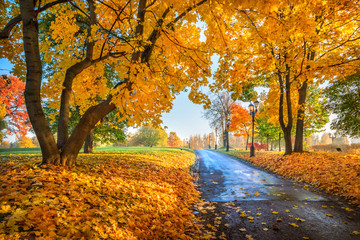 Naklejka na ściany i meble Желтая осень в Царицыно golden autumn leaves in Tsaritsyno Park