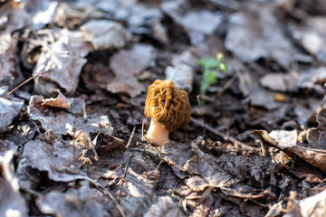 edible mushroom of the Morel family in the forest