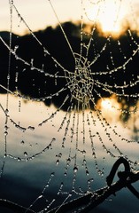 frozen spiderweb