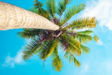 Fototapeta na wymiar palm trunk on the left against the blue sky, bottom up view,travel to tropical paradise