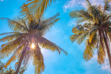 Fototapeta na wymiar palm trees with coconuts on a background of the sky in a tropical forest