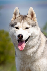 portrait of siberian husky dog