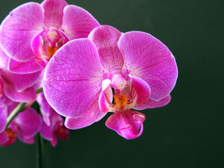 fleur orchidée violet parme