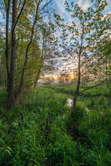 Olchy na bagnach o wschodzie słońca