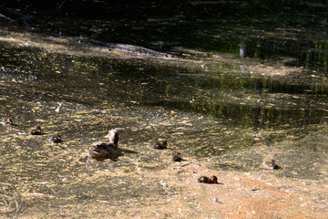 Duck with ducklings.