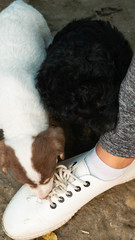 Little black and white puppies playing with white shoe laces. 