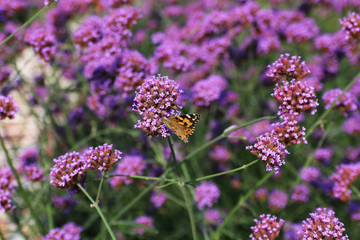 Close up photography - butterfly on a flower