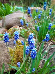 blue hyacinth flowers in the garden