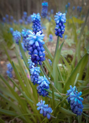 blue hyacinth flowers in the garden