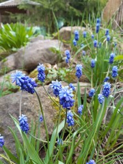 blue hyacinth flowers in the garden