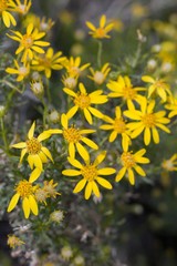 Shiny yellow blooms of Narrow Leaf Goldenbush, Ericameria Linearifolia, Asteraceae, native shrub in Pioneertown Mountains Preserve, Southern Mojave Desert, Springtime.